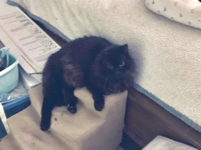 保護猫