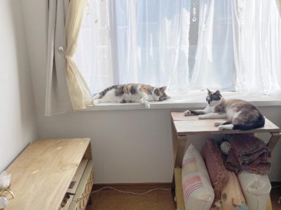 ねこ　水晶　昼寝