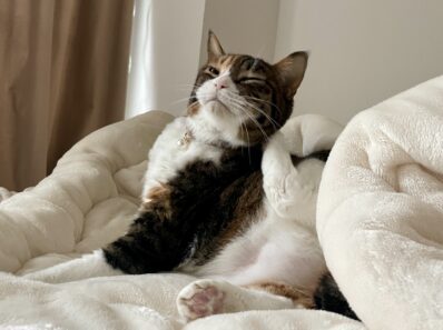 三毛猫　保護猫　デブ猫　可愛い