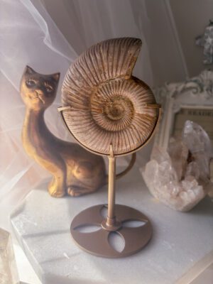 アンティーク調 アンモナイト化石スタンド｜ジュラ紀 ペリスフィンクテス属Perisphinctes Ammonite Fossil — Memory of the Jurassic Sea　B